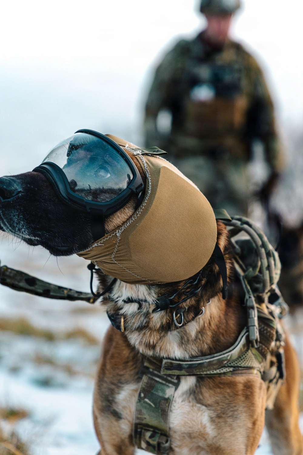 WDA working dog in tactical goggles and harness, handler kitted in the background
